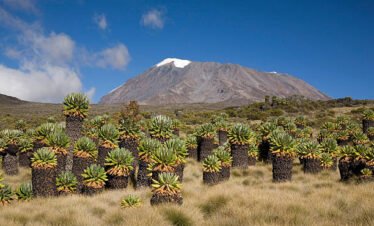 Kilimanjaro