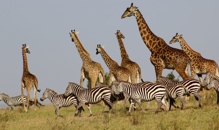 Lake Naivasha; Pristine Oasis of Tranquility and Biodiversity