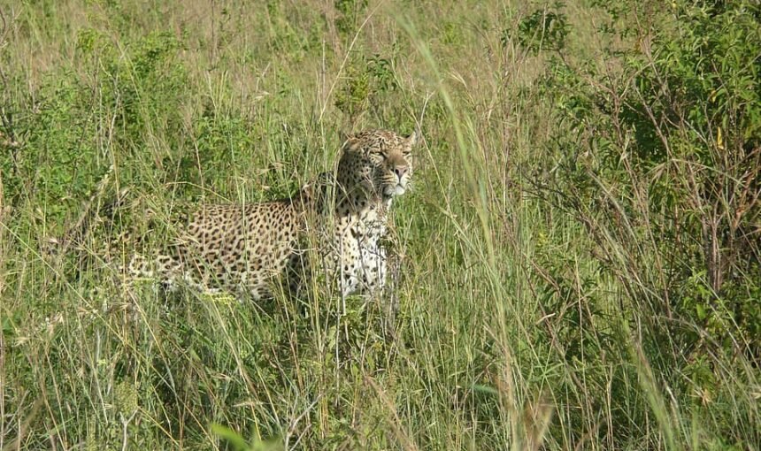 Masai Mara Ecosystem Guidelines