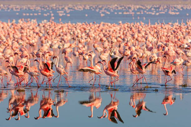 Lake Nakuru, Kenya’s Pink Jewel and Avian Paradise